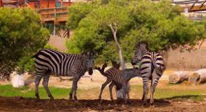 entradas terra natura benidorm