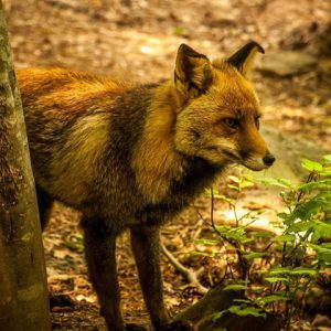 animales en lacuniacha