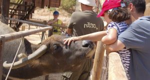 como llegar a Terra Natura Benidorm