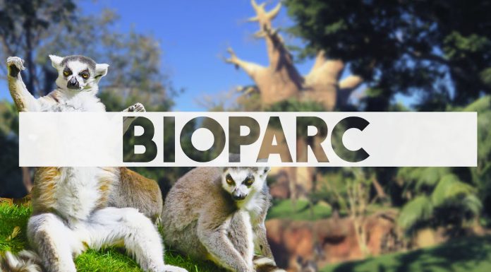 que saber antes de ir a bioparc