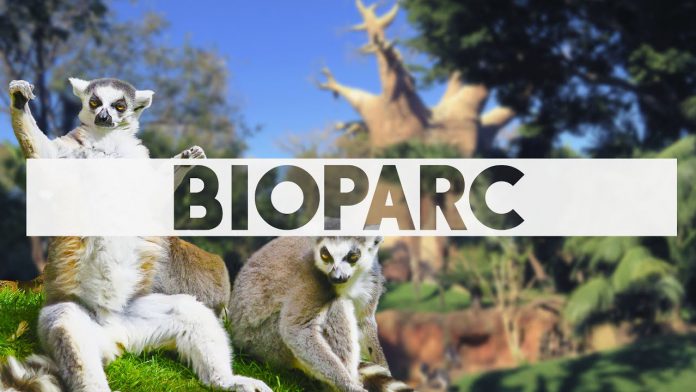 que saber antes de ir a bioparc