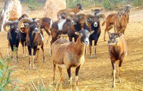 animales en terra natura benidorm