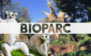 que saber antes de ir a bioparc