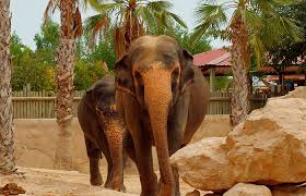 animales en terra natura benidorm