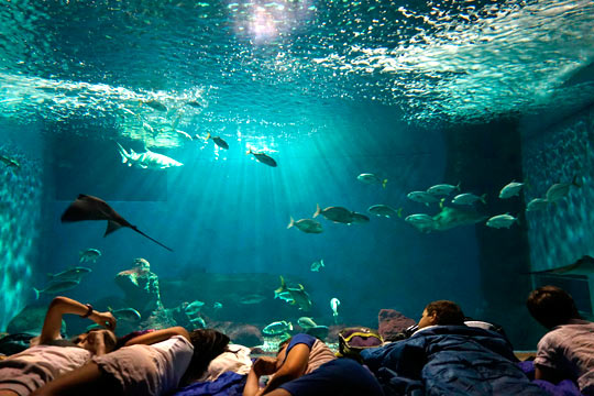 4 regalos originales para navidad: Aqua - Experiencias - Palma Aquarium