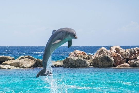 interactuar con delfines