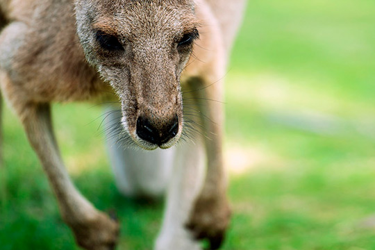 animales en cabárceno