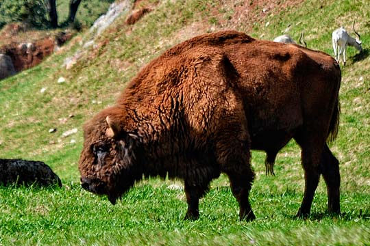 bisontes en Cabárceno