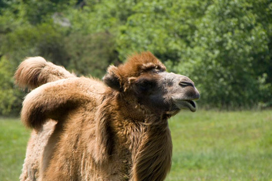 Camello en Cabárceno