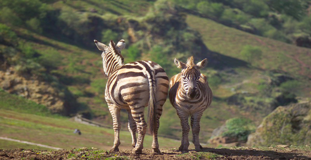 Una pareja de cebras en el parque de la naturaleza de cabárceno. 