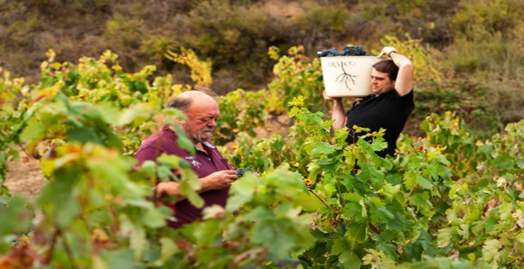 En la imagen se muestra a la familia propietaria de Bodegas Araico, cuidando y recogiendo la uva de sus viñedos situados en Villabuena.  